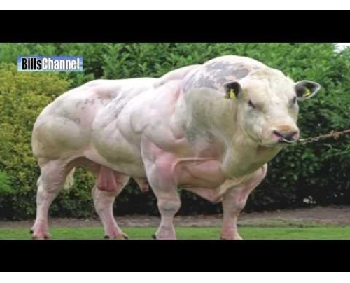 Μοσχάρια body builders 