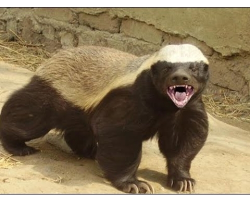 Τα μπαλάκια μου κουνιούνται