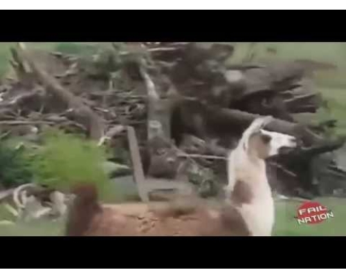 Τρομακτικές επιθέσεις ζώων